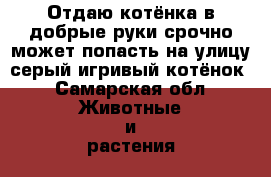 Отдаю котёнка в добрые руки срочно может попасть на улицу серый игривый котёнок - Самарская обл. Животные и растения » Кошки   